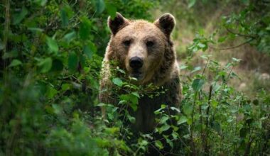 how humans are reshaping wildlife