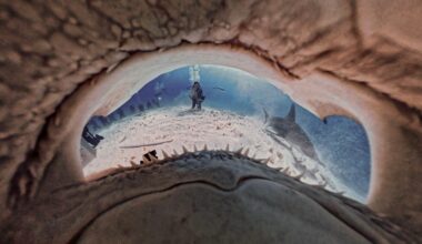 This Unique Photo Was Taken From Inside a Hammerhead Shark's Mouth