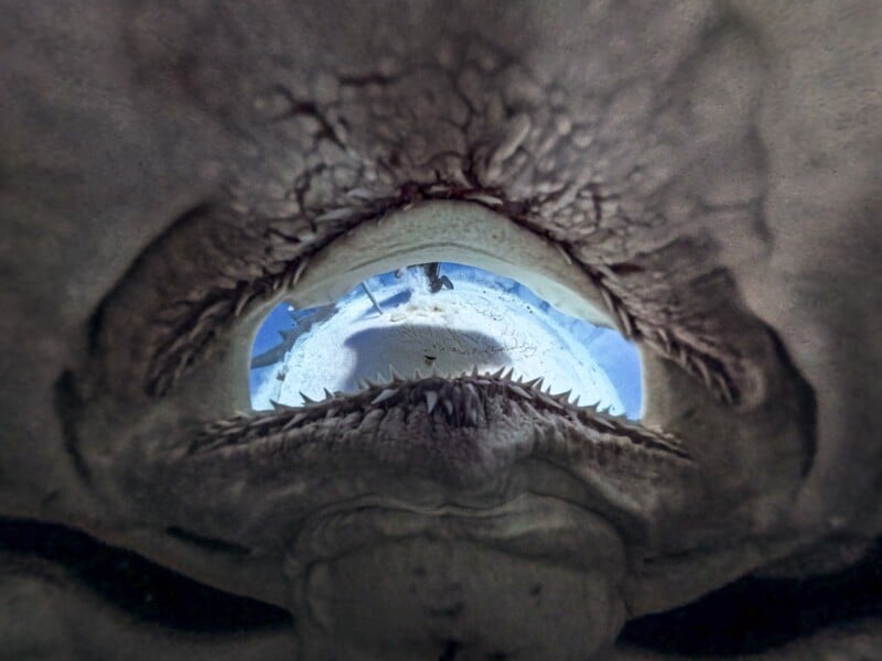 Extreme close-up view of a shark’s open mouth underwater, showing rows of sharp teeth and textured skin, with blue light and water visible through the opening.