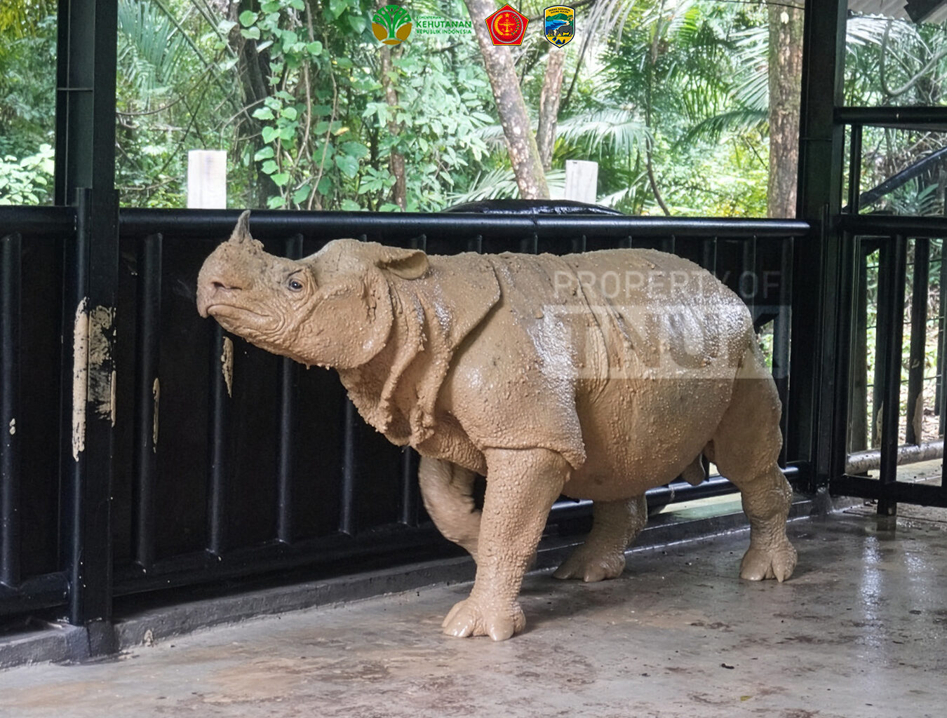 Indonesia’s 1st Javan rhino translocation ends in death, in conservation setback