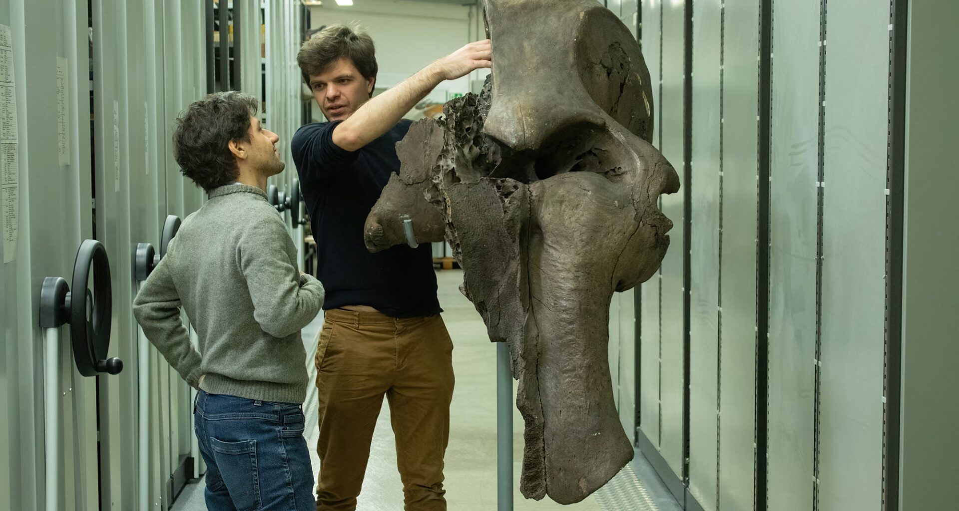 Fossil skulls reveal how well extinct mammals could smell