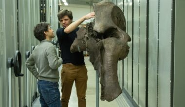 Fossil skulls reveal how well extinct mammals could smell