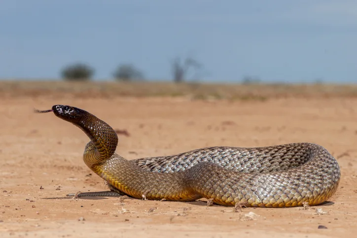 Venomous inland taipan Australia