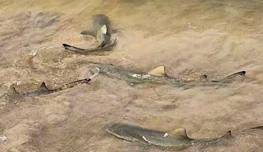 Lemon sharks hunting jaguar cichlids