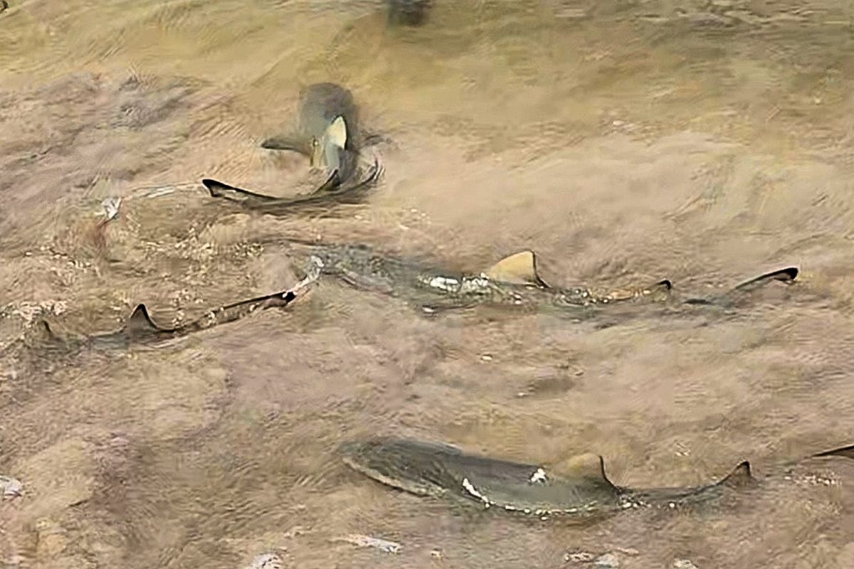 Lemon sharks hunting jaguar cichlids