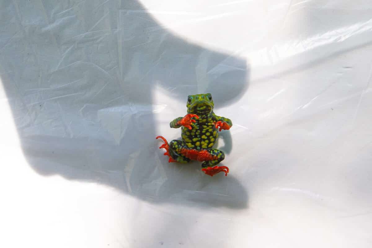 This Tiny Brazilian Toad Became the First Amphibian Ever to Halt a Hydroelectric Dam. Now, It Faces a Climate Disaster