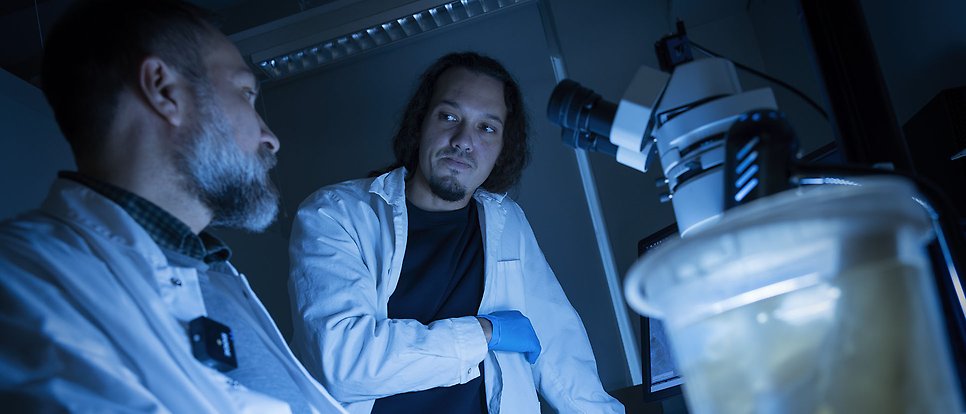 Sea sponge discovery pushes animal origin back 100 million years