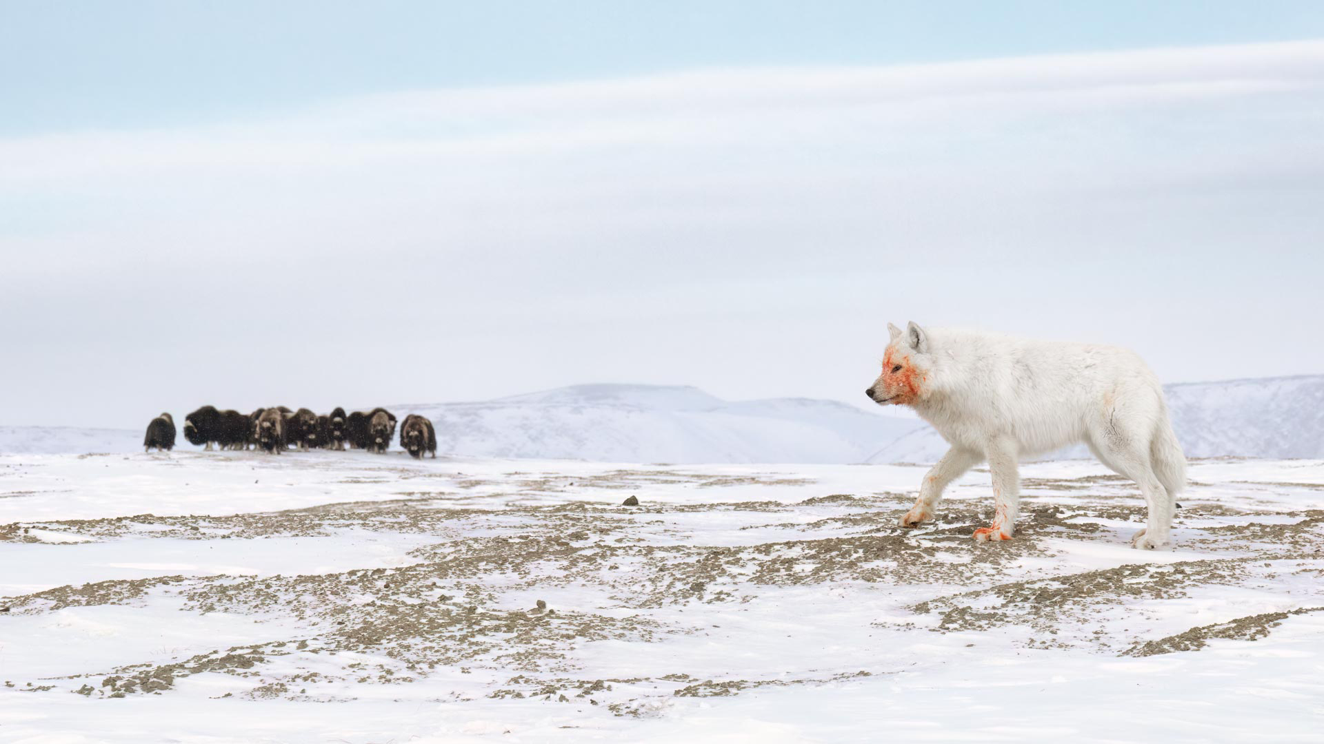 An arctic wolf with a reddish face and paws walks across a snowy landscape, while a herd of musk oxen grazes in the background