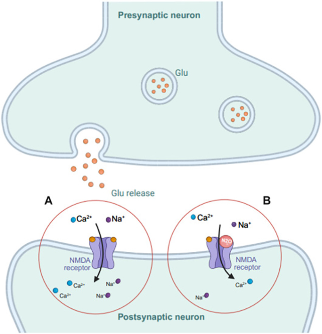 Neuron diagram