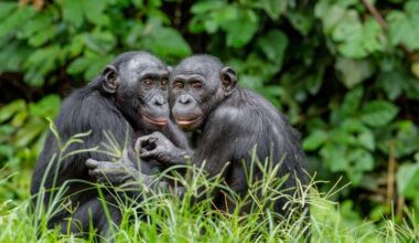 Bonobos