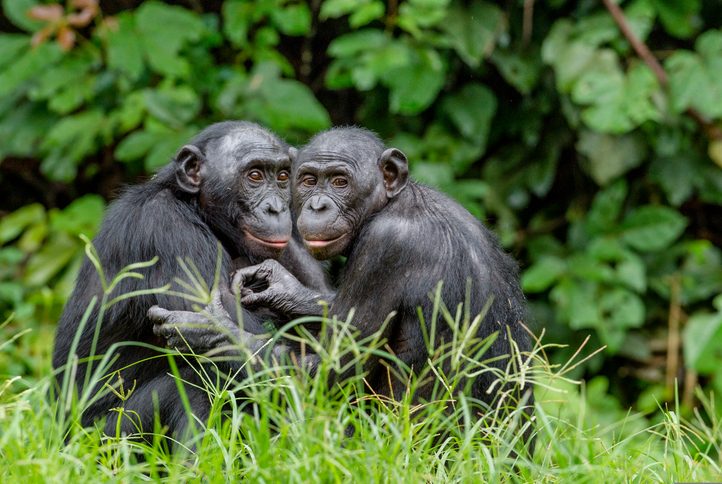 Bonobos