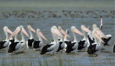 Million-dollar rescue plan as pelicans and eagles under threat from deadly disease - News