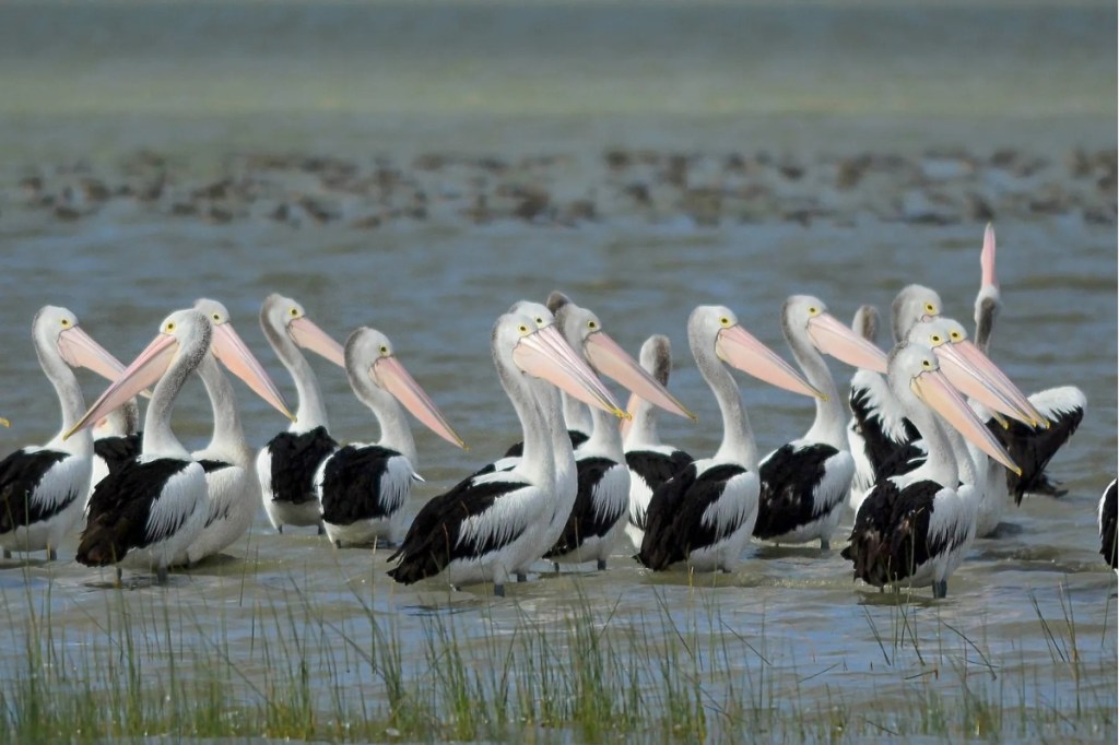 Million-dollar rescue plan as pelicans and eagles under threat from deadly disease - News