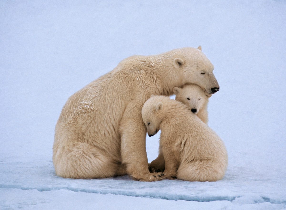 Brown bear, Katmai National Park, Alaska