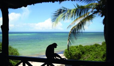 Sun, sand and a deadly paradise for Kenya’s rarest monkeys: Inside the battle to save them before it's too late