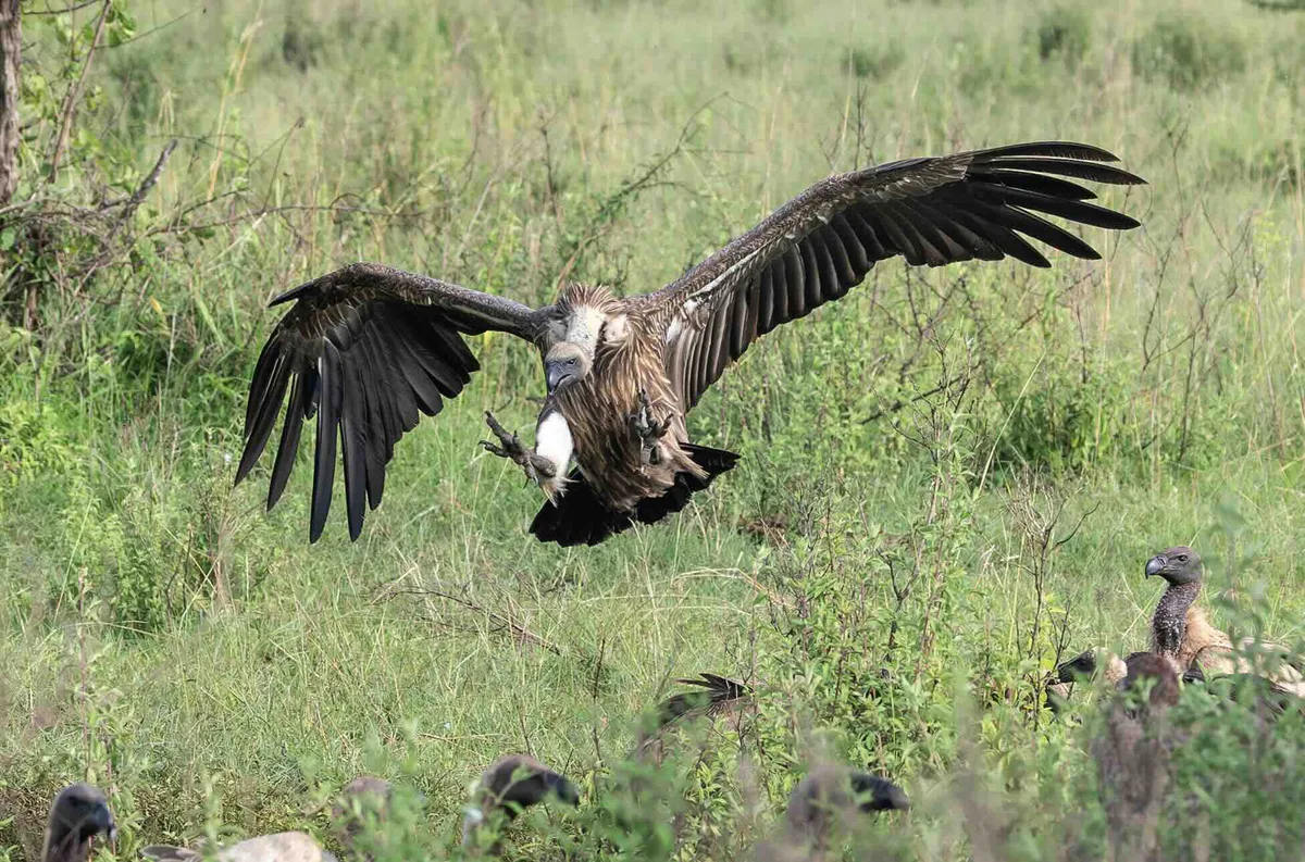 white-backed vulture 