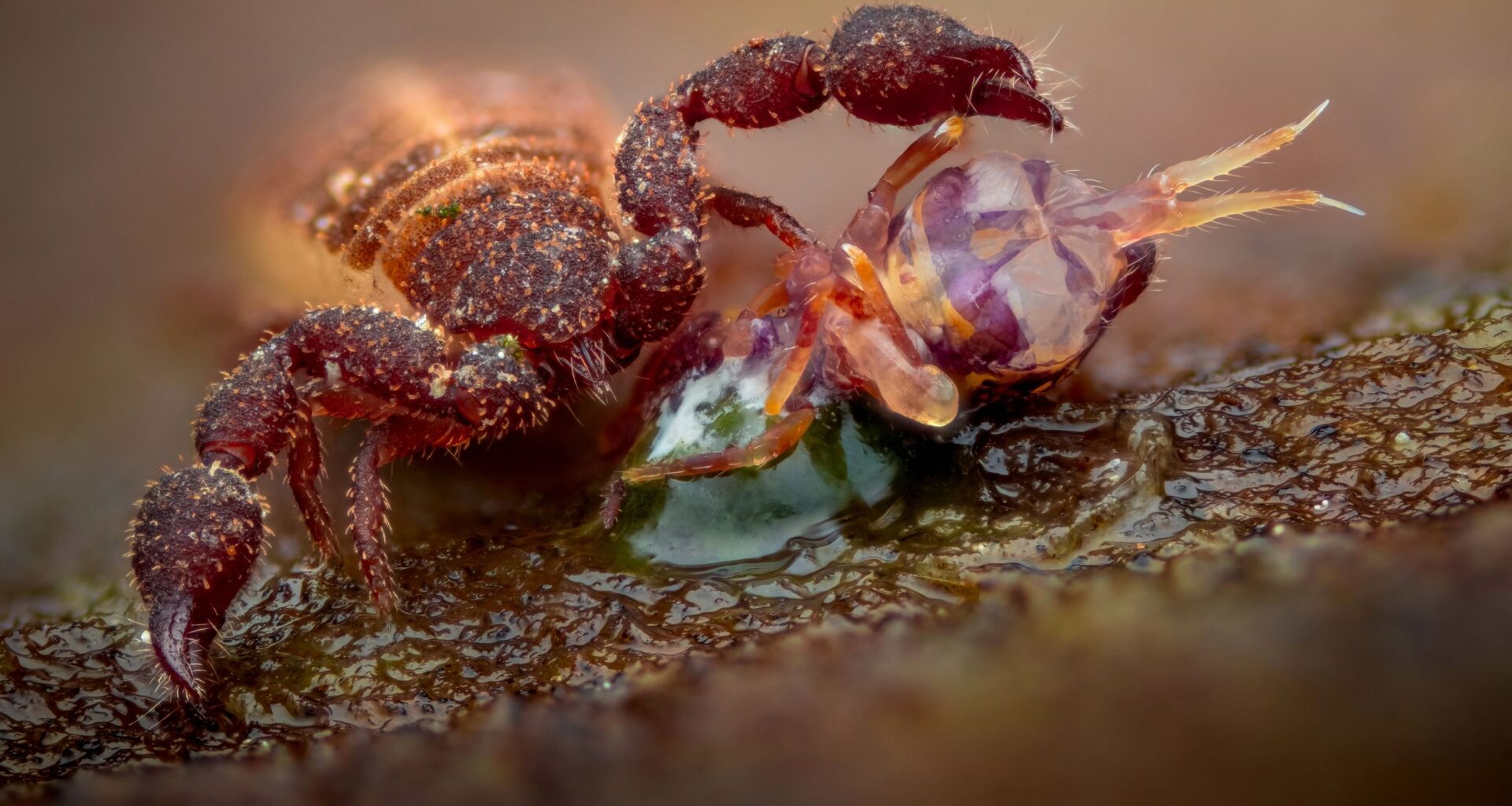 17-year-old captures the detail of this tiny predator with a Fujifilm X-H2 camera by patiently shooting a 104-frame focus stack