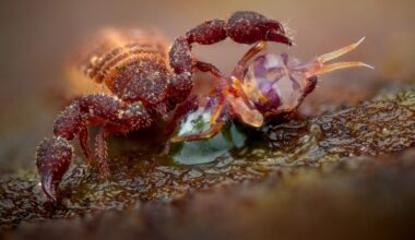 17-year-old captures the detail of this tiny predator with a Fujifilm X-H2 camera by patiently shooting a 104-frame focus stack