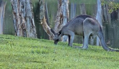 Authorities investigate after kangaroo shot with arrow