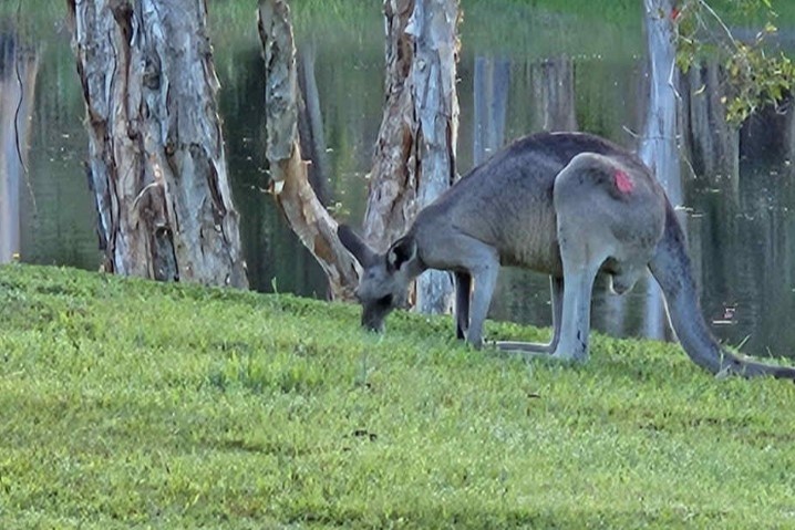 The kangaroo after it was treated and released. Picture: Wildlife Noosa.