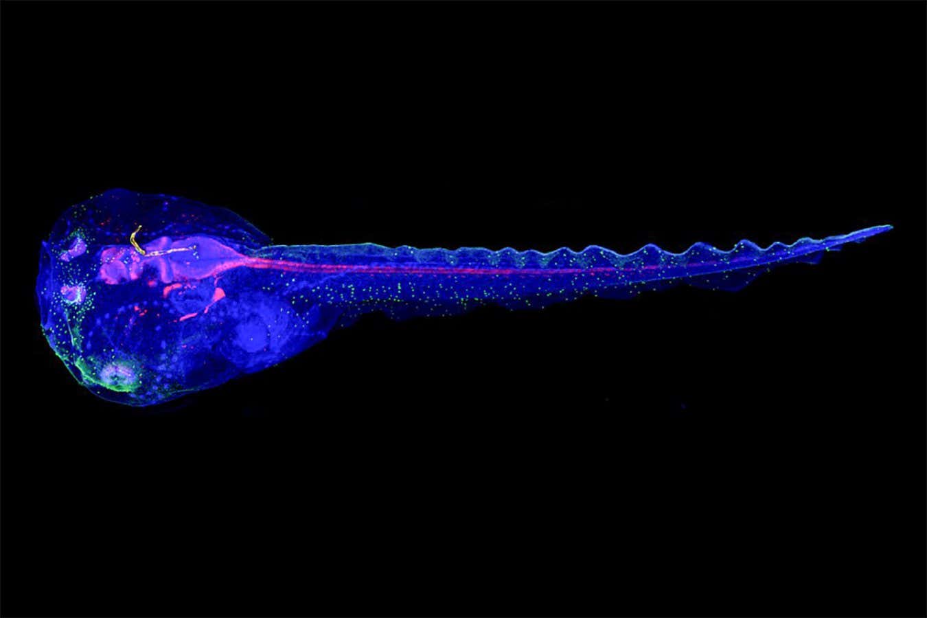 Staining methods and extended immunofluorescence images. 3D reconstructed confocal fluorescence images of a whole-mount-stained cyborg tadpole whose device was implanted in the middle of neurulation.