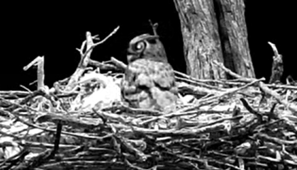 A black and white screenshot of an owl in a nest.