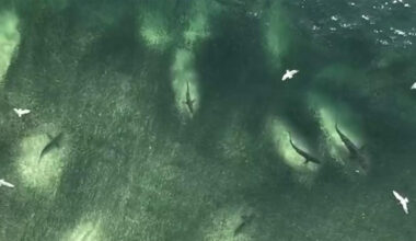Shark Feeding Frenzy Stuns Tallow Beach Locals in Byron Bay – Azat TV