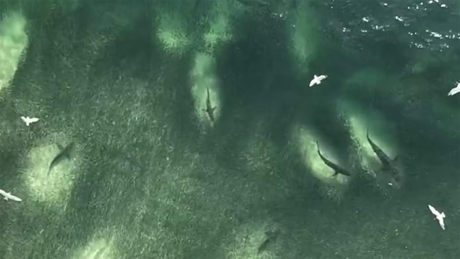 Shark Feeding Frenzy Stuns Tallow Beach Locals in Byron Bay – Azat TV