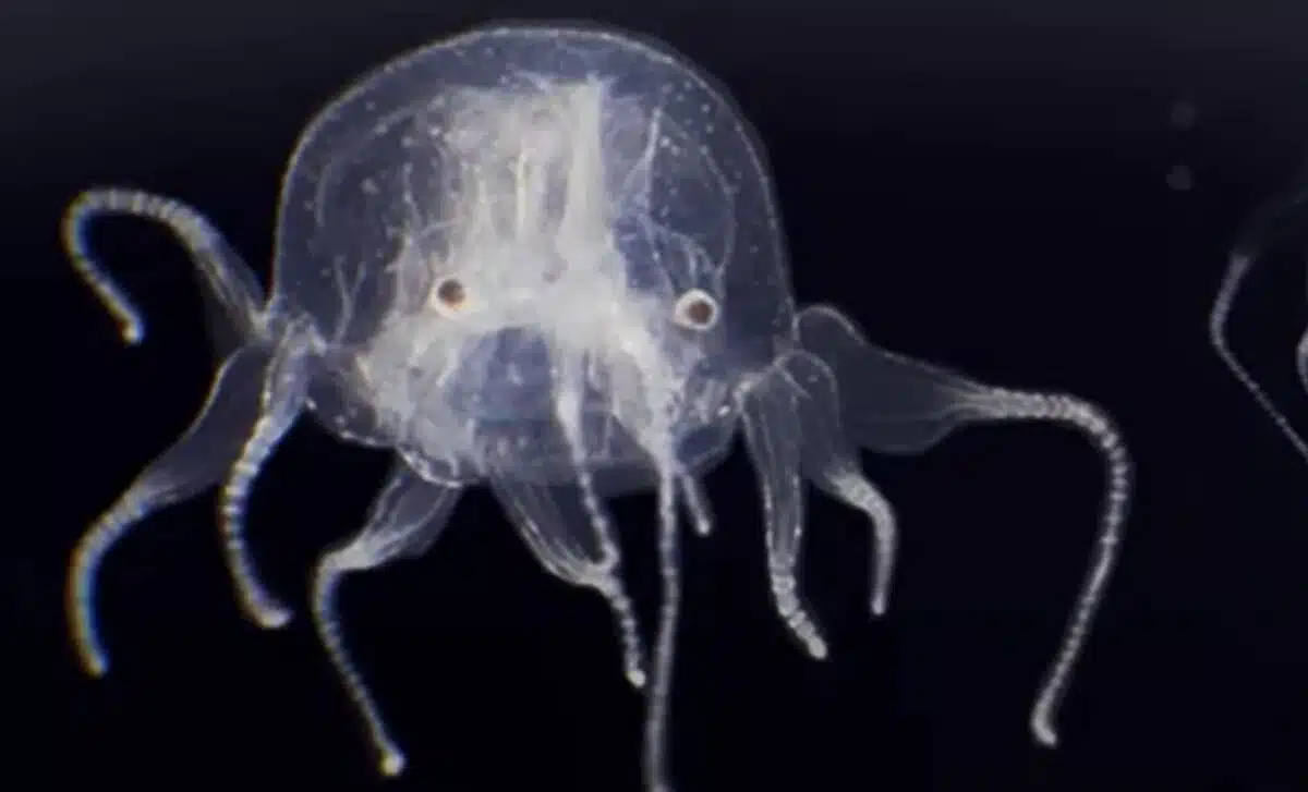 Similar To Other Box Jellyfish, The Newly Discovered Species Has 24 Eyes, Grouped In Clusters Of Six Around Its Cube Shaped Body.