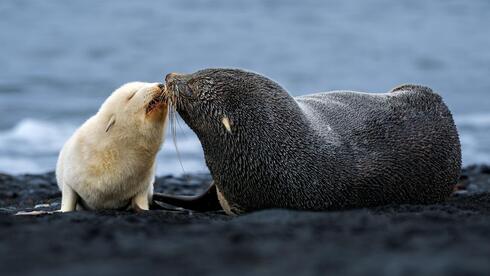 Israeli photographer captures rare white fur seal pup on Antarctic expedition