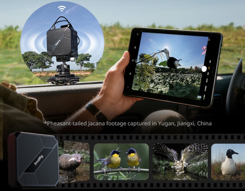 A person in a car holds a tablet showing live bird footage from a camera outside; several bird photos are displayed below, with text noting the footage is of a Pheasant-tailed Jacana in Yugan, Jiangxi, China.