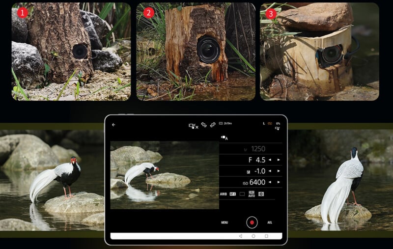 Three hidden cameras disguised in natural settings are shown above; below, a tablet screen displays a camera interface photographing a white bird with black markings standing on rocks in a stream.