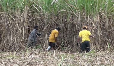 New retirement plan proposed for cane growers – FBC News