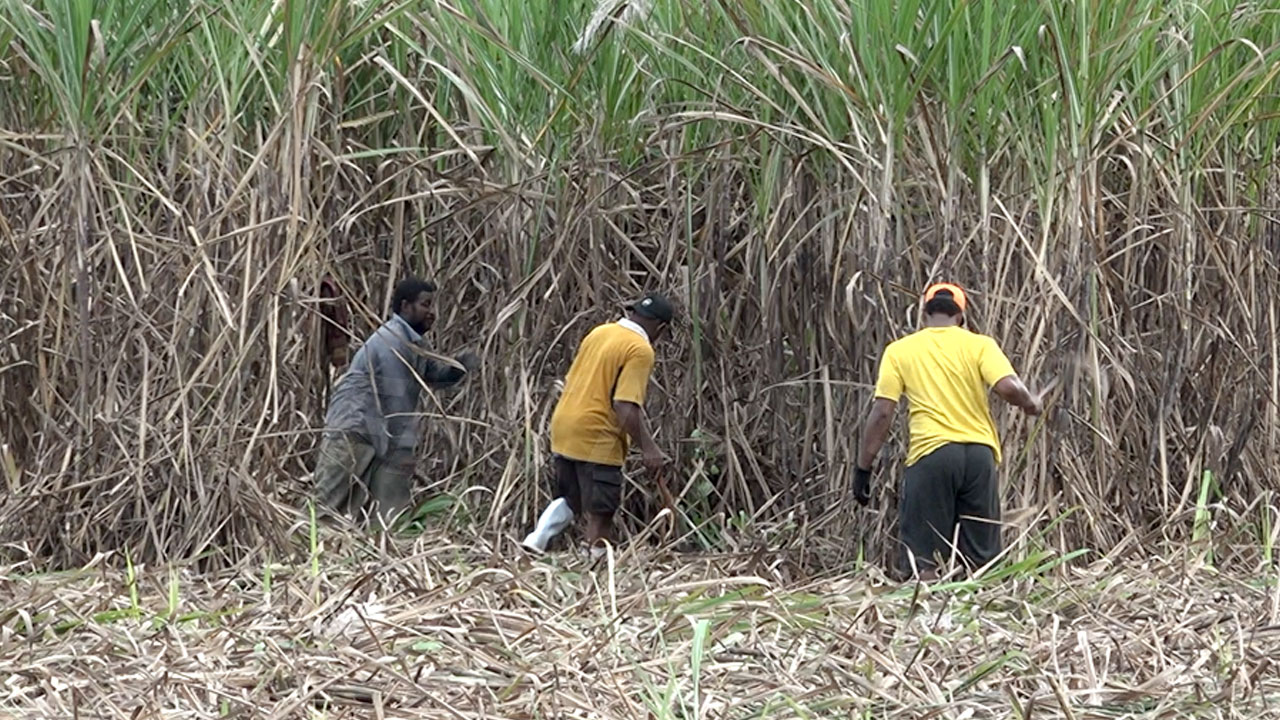 New retirement plan proposed for cane growers – FBC News