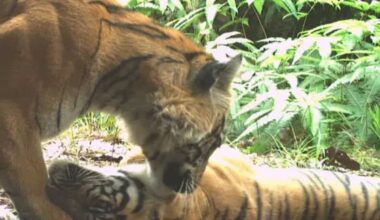 Sumatran tigers - copy