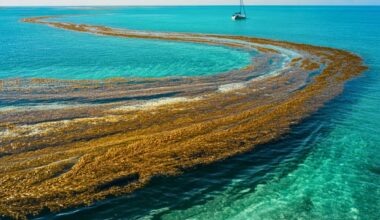 The Atlantic’s Seaweed Belt Just Became The Largest Ever