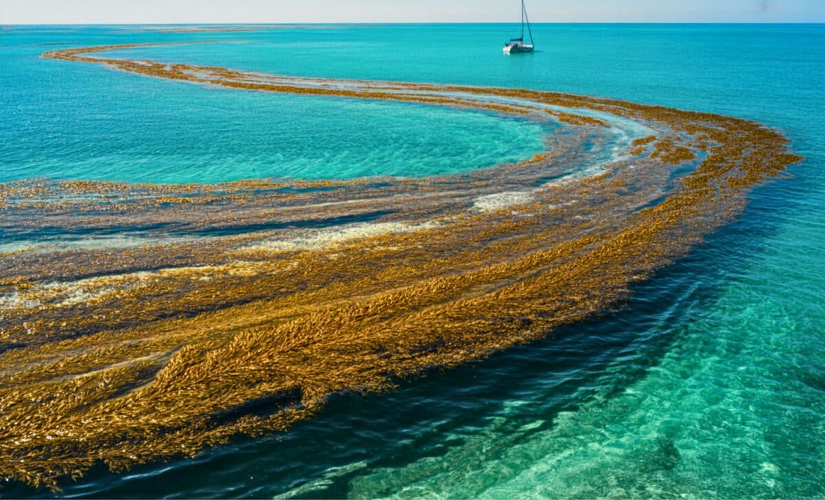 The Atlantic’s Seaweed Belt Just Became The Largest Ever