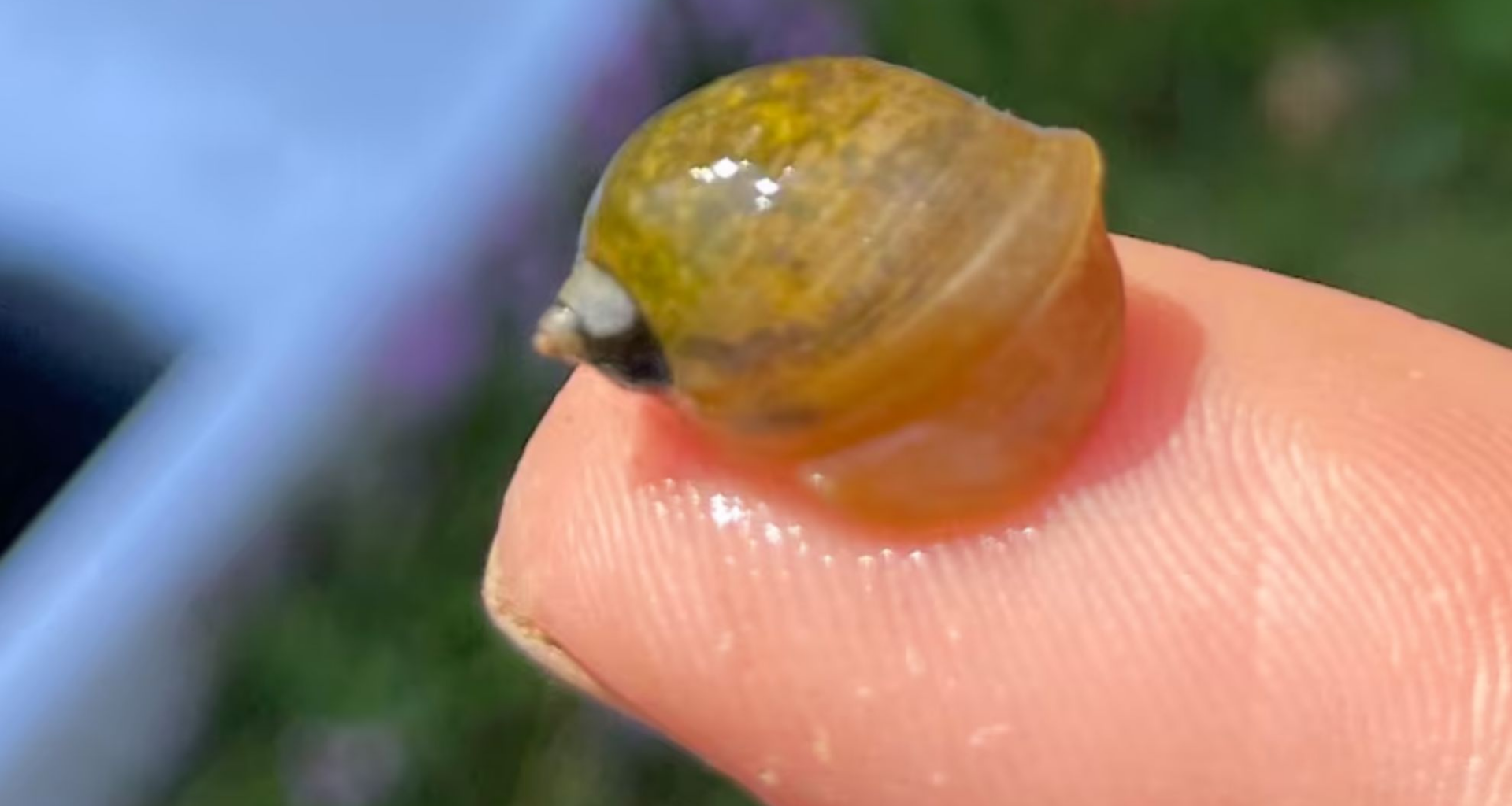 An invasive snail has been recorded in the Maritimes