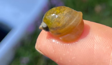 An invasive snail has been recorded in the Maritimes
