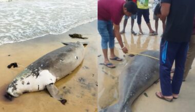Rare Dugong carcass found on Mannar coast