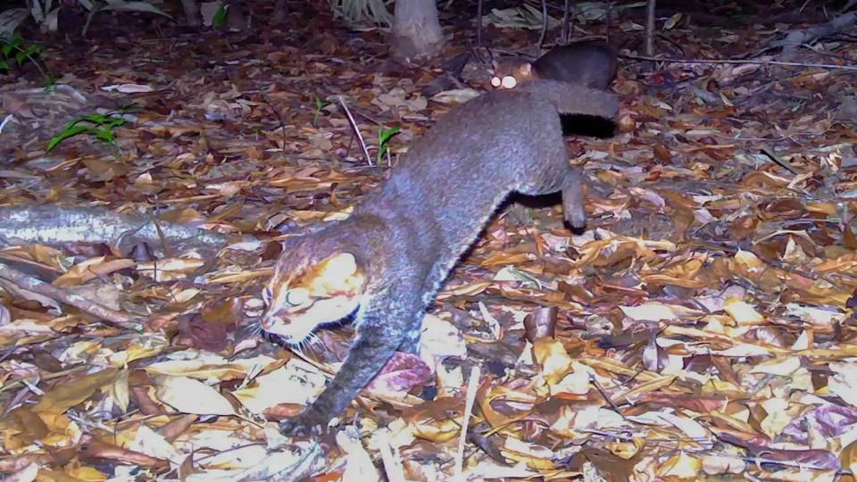 Photo via DNP/Panthera Thailand