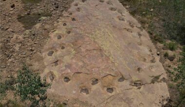 A grey sandstone with roundish impressions which are dinosaur footprints.