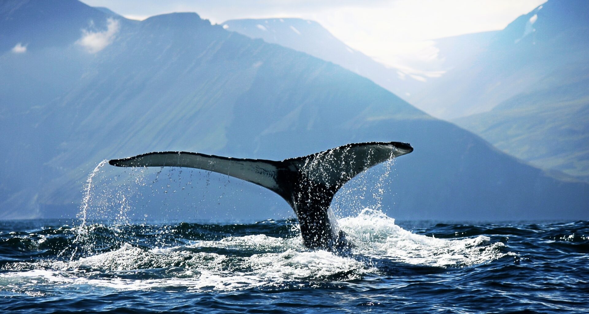 First signs of deadly whale virus appear in the Arctic