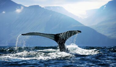 First signs of deadly whale virus appear in the Arctic