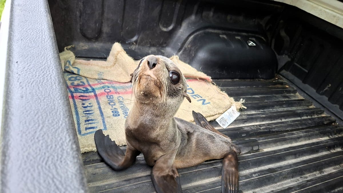 Christchurch baby fur seal rescued twice after suburban wanderings