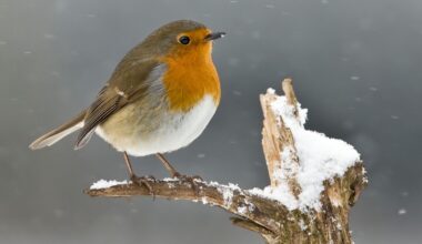 Robin on snowy branch