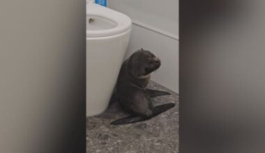 Fur seal pup surprises patrons by waddling into Richmond pub