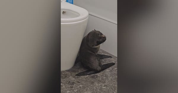 Fur seal pup surprises patrons by waddling into Richmond pub