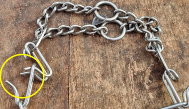 Aussie pet owners warned about overseas product illegal to import into Australia: 'Dispose of it immediately'