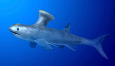 The shark found among the suburbs of a Scottish town